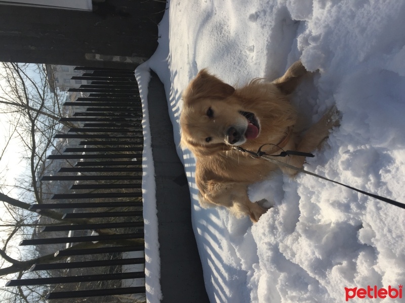 Golden Retriever, Köpek  barney fotoğrafı