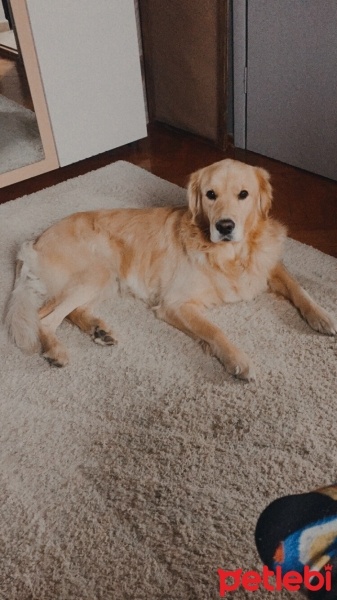 Golden Retriever, Köpek  barney fotoğrafı