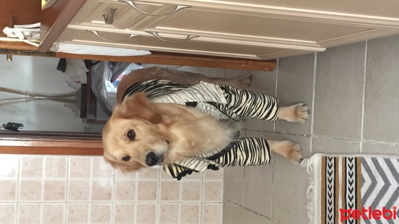 Golden Retriever, Köpek  barney fotoğrafı