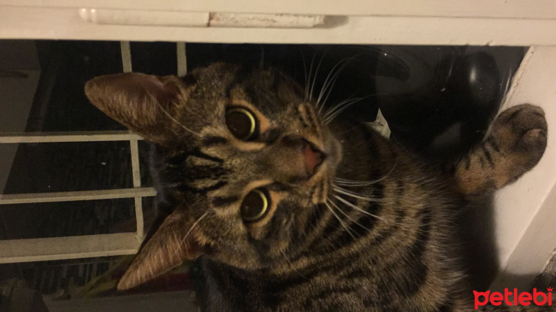 Tekir Kedi, Kedi  Simba fotoğrafı