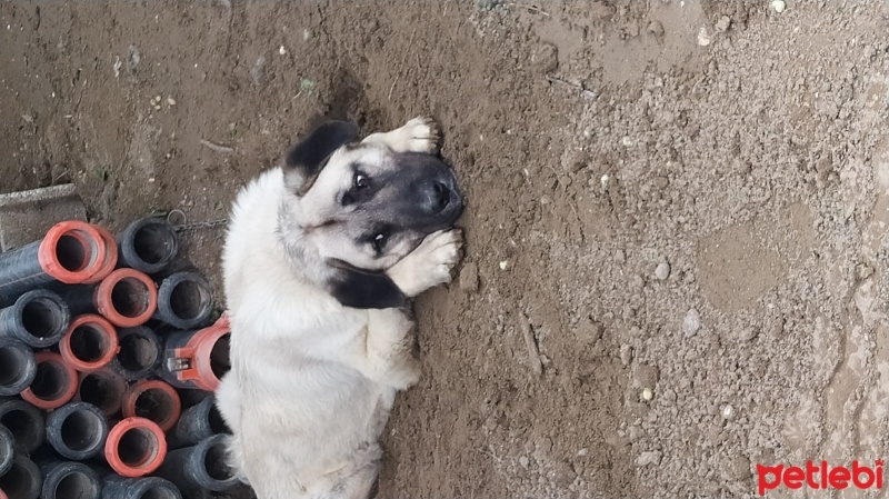 Kangal, Köpek  Bulut fotoğrafı