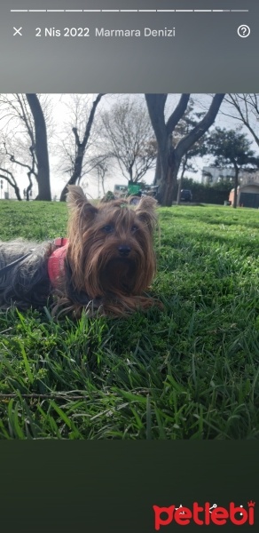 Yorkshire Terrier, Köpek  BETTY fotoğrafı