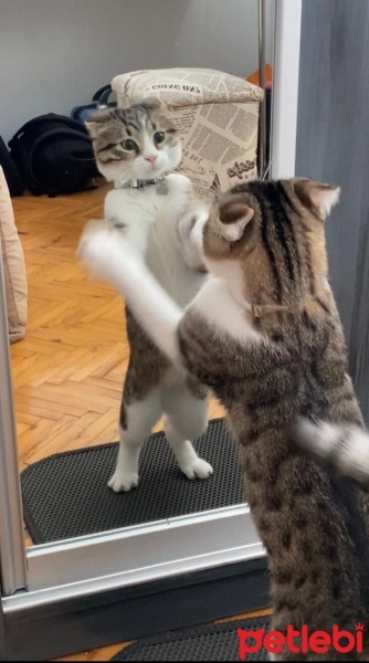 Tekir Kedi, Kedi  Paşa fotoğrafı