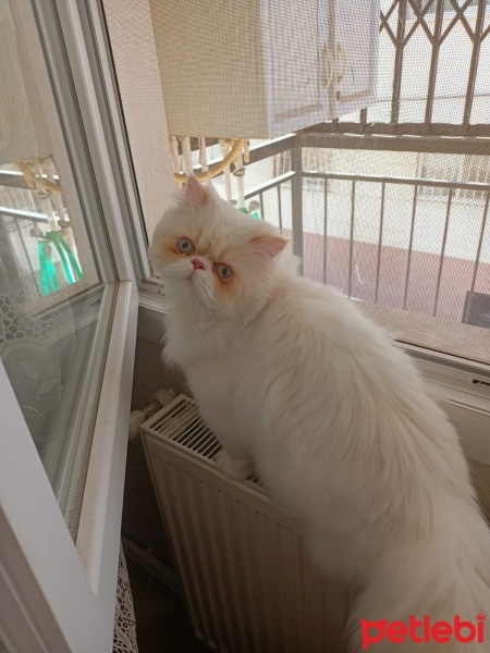 İran Kedisi (Persian), Kedi  Zeus fotoğrafı