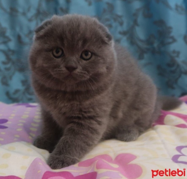 British Shorthair, Kedi  Duman fotoğrafı