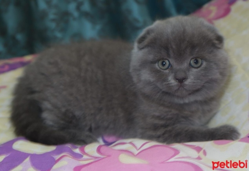 British Shorthair, Kedi  Duman fotoğrafı