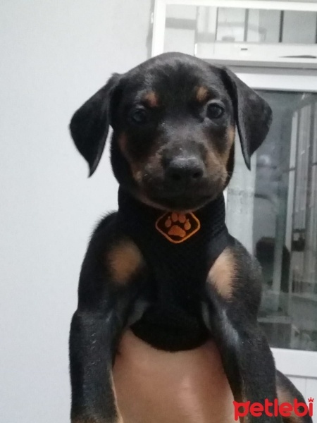 Doberman Pinscher, Köpek  Lia fotoğrafı