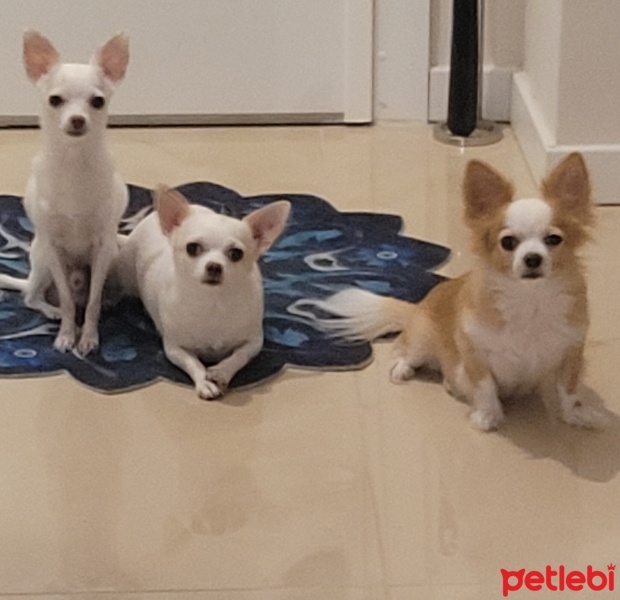 Chihuahua, Köpek  Happy fotoğrafı