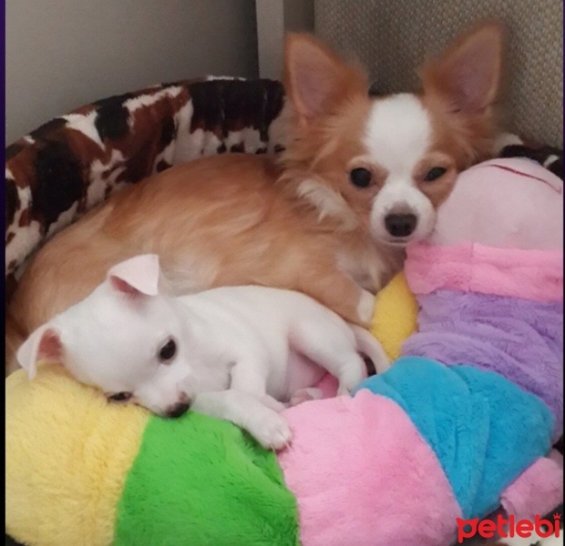 Chihuahua, Köpek  Happy fotoğrafı