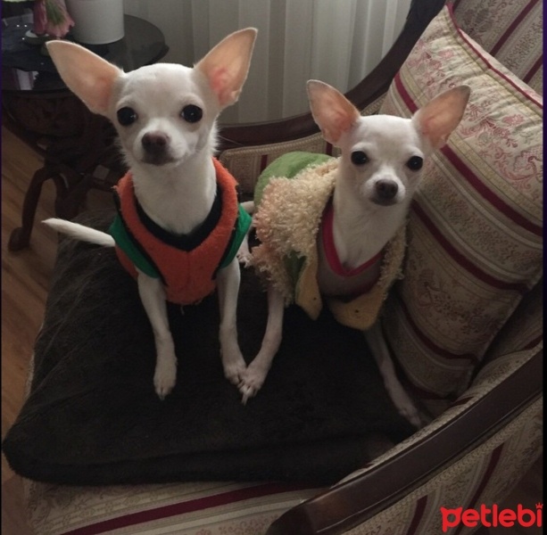 Chihuahua, Köpek  Happy fotoğrafı