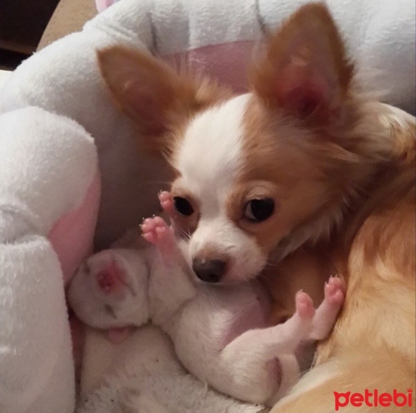 Chihuahua, Köpek  Happy fotoğrafı