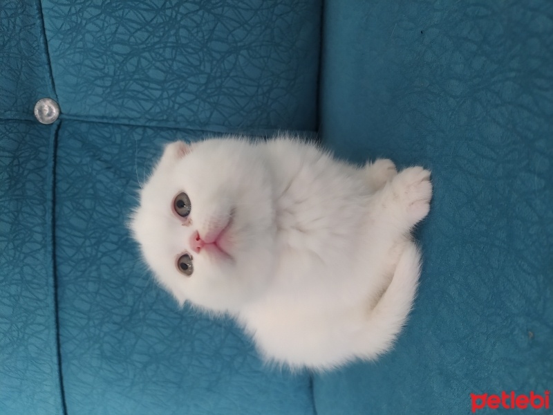 Scottish Fold, Kedi  Pamuk fotoğrafı