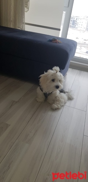 Maltese, Köpek  Pamuk fotoğrafı