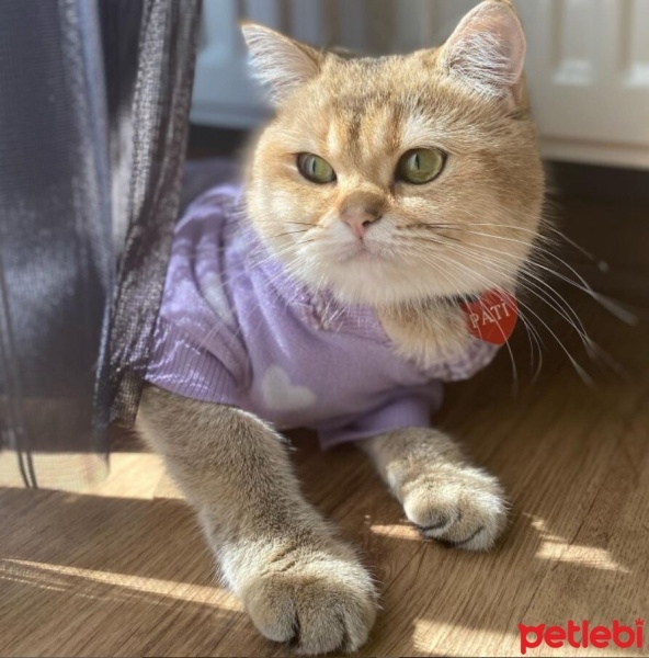 British Shorthair, Kedi  pati fotoğrafı