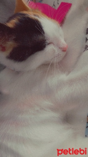 Tekir Kedi, Kedi  Hera fotoğrafı
