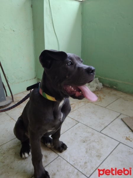Cane Corso Italiano, Köpek  Eva fotoğrafı