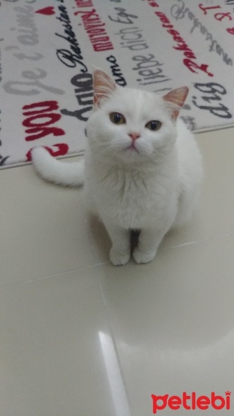Brazilian Shorthair, Kedi  Müezza fotoğrafı