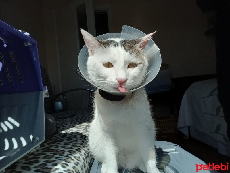 Tekir Kedi, Kedi  Maya fotoğrafı