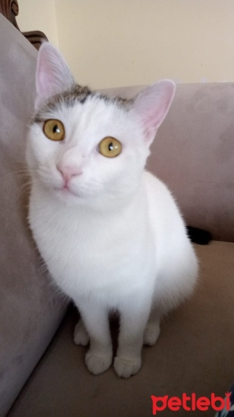 Tekir Kedi, Kedi  Maya fotoğrafı