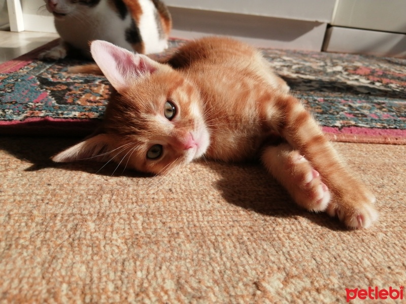 Sarman, Kedi  Papatya fotoğrafı