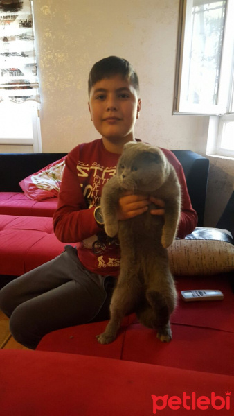 British Shorthair, Kedi  Oscar  fotoğrafı