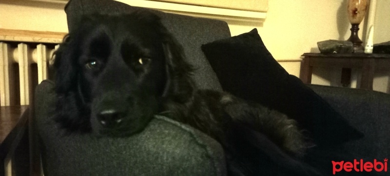 Flat Coated Retriever, Köpek  Zeytin fotoğrafı