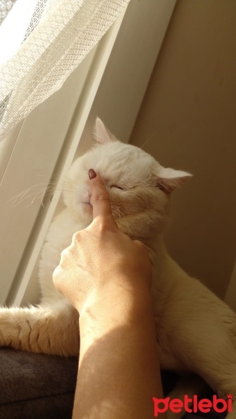 British Shorthair, Kedi  Bulut fotoğrafı