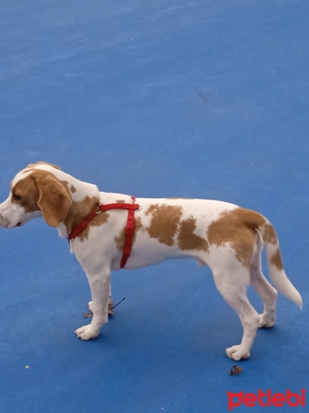 Beagle, Köpek  Leo fotoğrafı