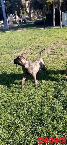 Presa Canario, Köpek  Bulut fotoğrafı