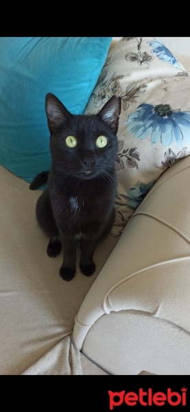 Tekir Kedi, Kedi  Şeker fotoğrafı