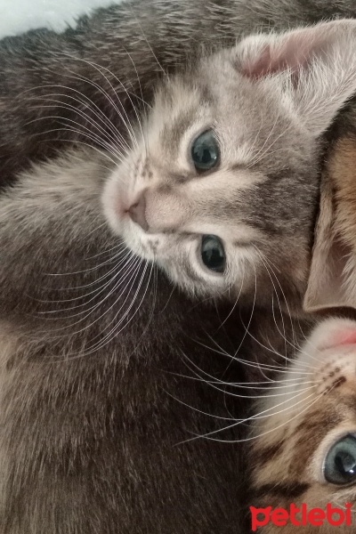 Mavi Rus, Kedi  Mia fotoğrafı