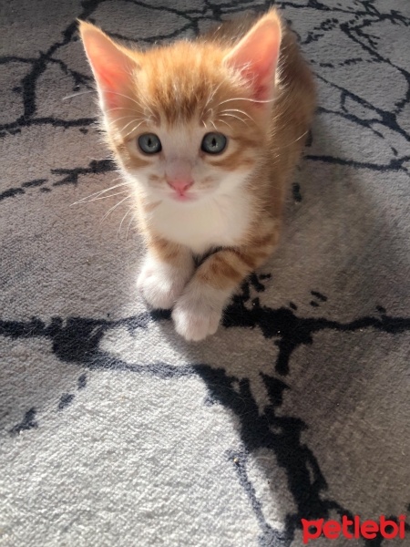 Tekir Kedi, Kedi  Tekir fotoğrafı