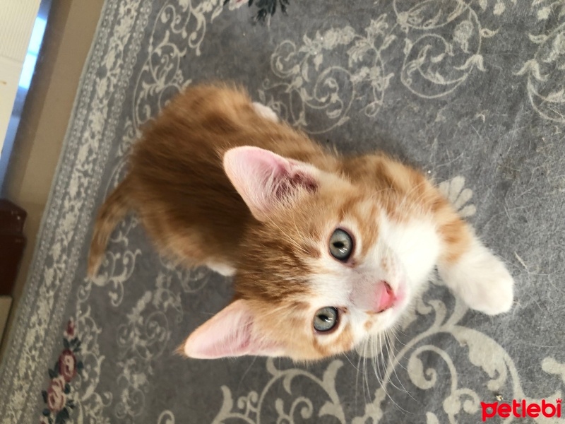 Tekir Kedi, Kedi  Tekir fotoğrafı