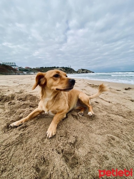 Golden Retriever, Köpek  kaju fotoğrafı