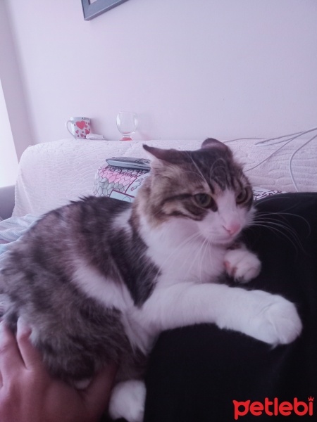 Tekir Kedi, Kedi  Gofret seker fotoğrafı