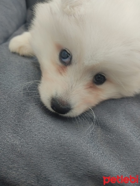 Samoyed, Köpek  pati fotoğrafı
