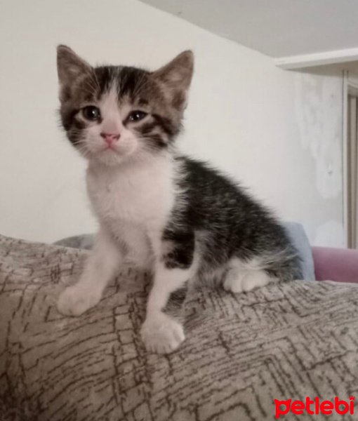American Keuda, Kedi  Minik fotoğrafı