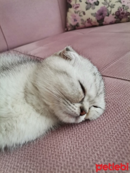 Scottish Fold, Kedi  gümüş fotoğrafı