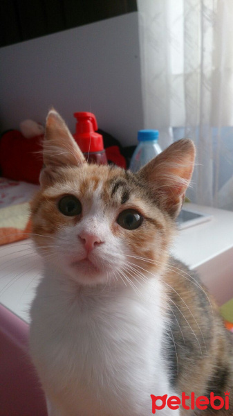 Tekir Kedi, Kedi  Gölge fotoğrafı
