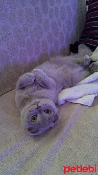 Scottish Fold, Kedi  Şila fotoğrafı