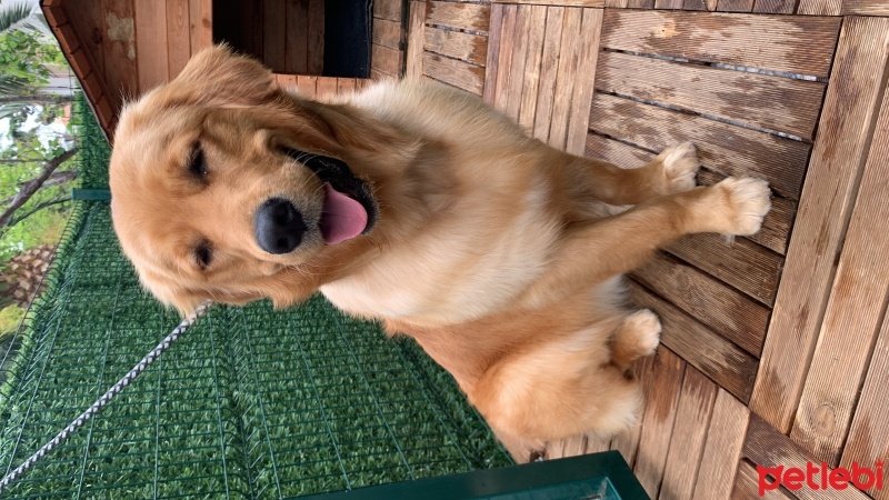Golden Retriever, Köpek  Leo fotoğrafı