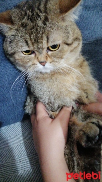 Scottish Fold, Kedi  Süslü fotoğrafı