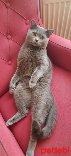 Scottish Fold, Kedi  Scotish fold fotoğrafı