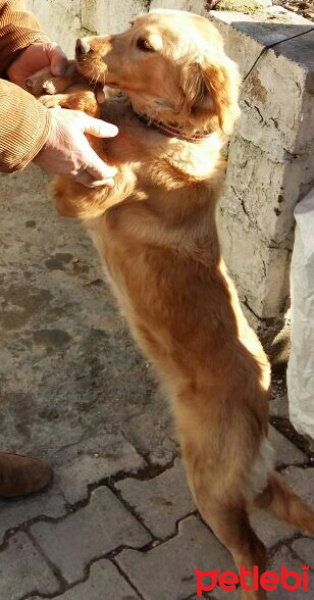 İngiliz Setter, Köpek  Charlie fotoğrafı