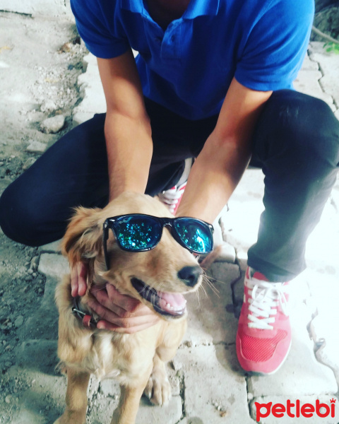 İngiliz Setter, Köpek  Charlie fotoğrafı