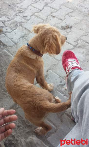 İngiliz Setter, Köpek  Charlie fotoğrafı