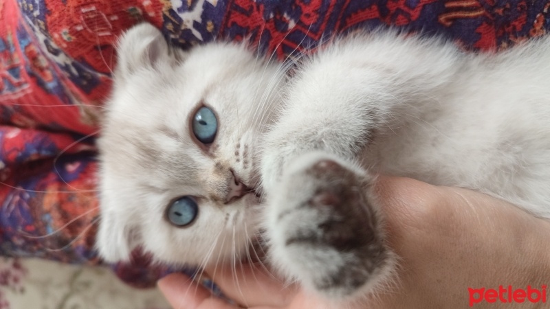British Shorthair, Kedi  Duman fotoğrafı