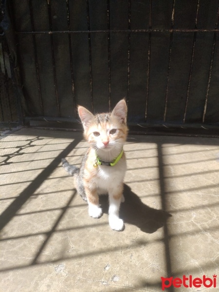 Tekir Kedi, Kedi  Lola fotoğrafı