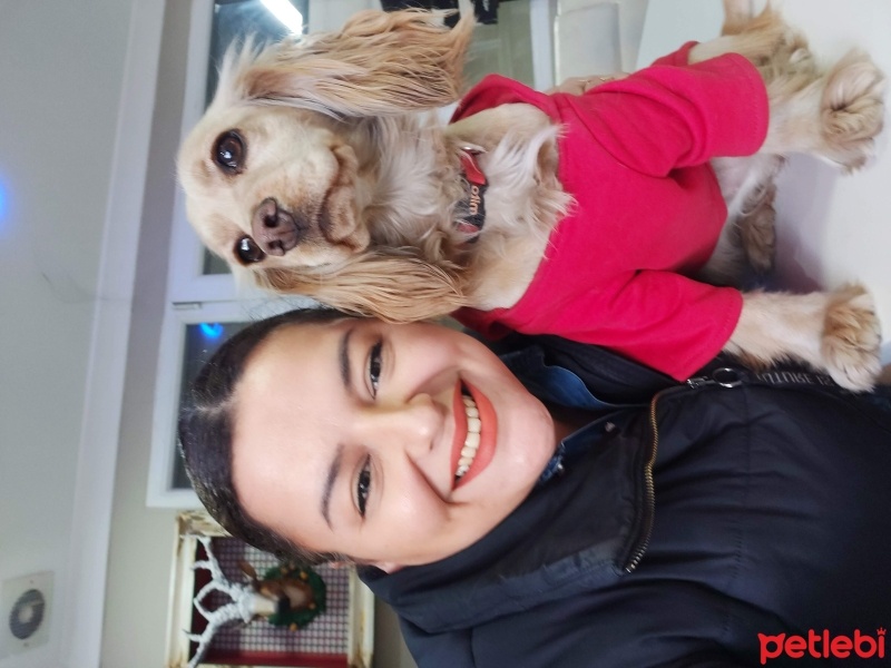 Amerikan Cocker Spaniel, Köpek  MOCHA fotoğrafı