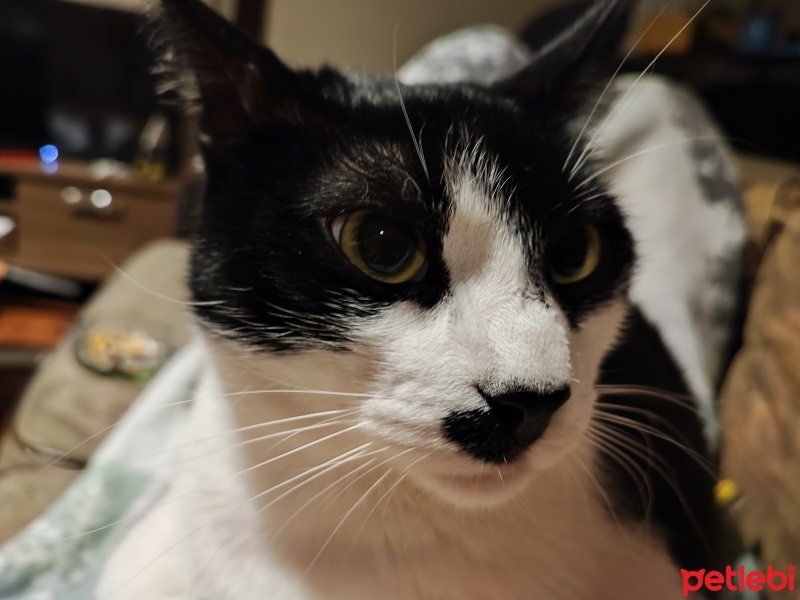 Tuxedo (Smokin) Kedi, Kedi  Adolf fotoğrafı